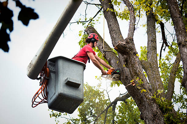 Trusted Dublin, CA  Tree Services Experts